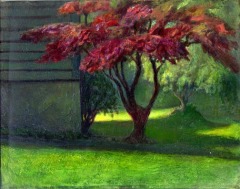 Japanese Maple